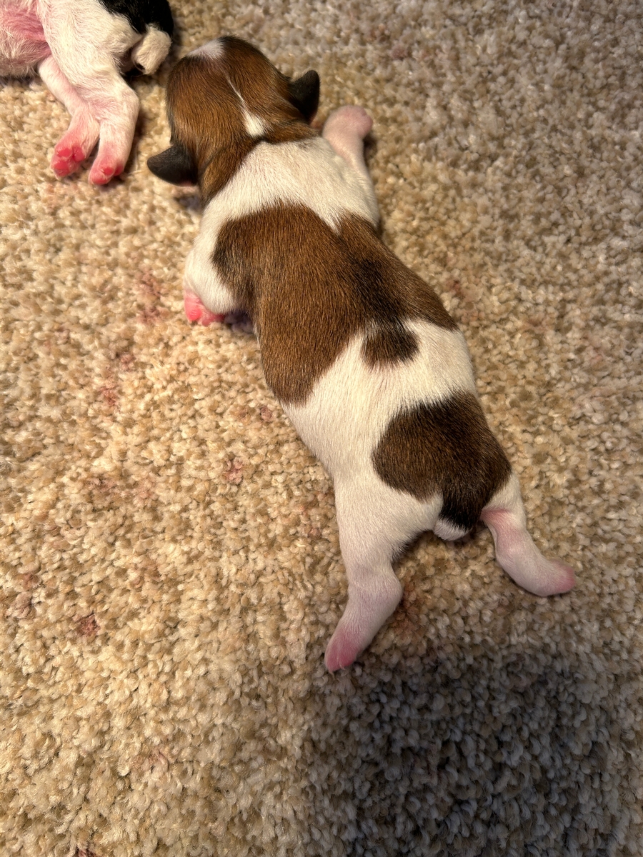 Male Tri Color Schnoodle Puppy for Sale $1200